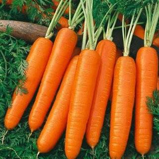  Baby Little Fingers Carrot Seeds 300 Heirloom Organic 