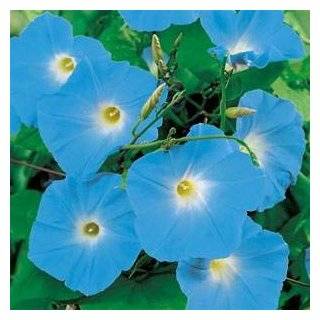  Heavenly Blue Morning Glory 3000 Seeds Patio, Lawn 