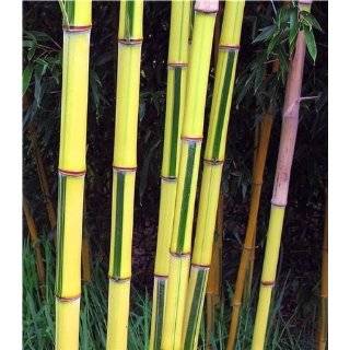  Giant Grey Bamboo 2   Year Plant Patio, Lawn & Garden