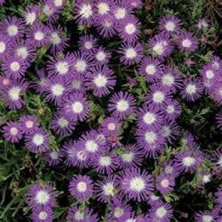  Ice Plant  25 Seeds Patio, Lawn & Garden