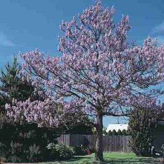  Lauras review of Royal Empress Tree Seeds Paulownia 