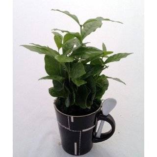   . Coffee Plant   Ceramic Coffee Mug & Spoon / Live Coffee Tree
