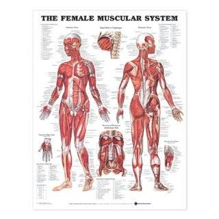  Exercise and Female Muscle Guide Laminated Fitness Poster 