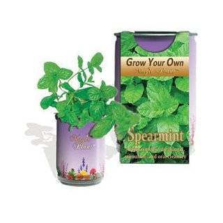  The Patent Magic Herb  Lavender Patio, Lawn & Garden