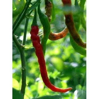  Hot Pepper seeds   Hot Bhaji: Patio, Lawn & Garden