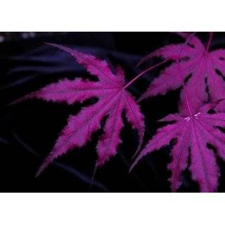  Inaba Shidare Red Lace Leaf Japanese Maple   1 Year Graft 